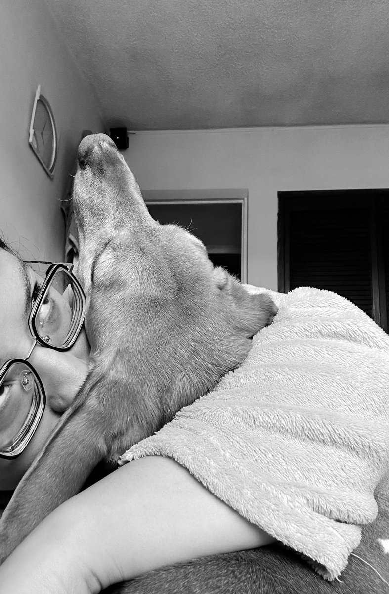 drvgl's tweet image. yo: *queriendo apapachar al canelo*
el canelo: yo no beso pirujAssssss quitateeee