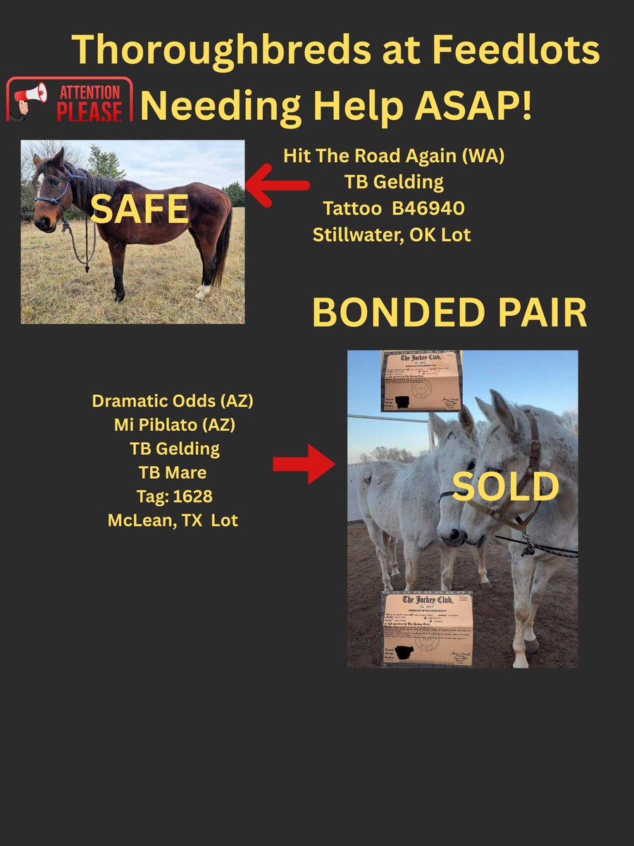 RACEFund's tweet image. 🆘🆘🆘🆘🆘🆘🆘👉Poster 12-10-2025. Very urgent situation for the two TB mares at the OK lot, D Fine Diva and believed to be Margaret Elizabeth. They both need funds and orgs to take them. Two California bred TB's, Suetosuetosue at CO lot and Brave Helios at OK lot. These horses…