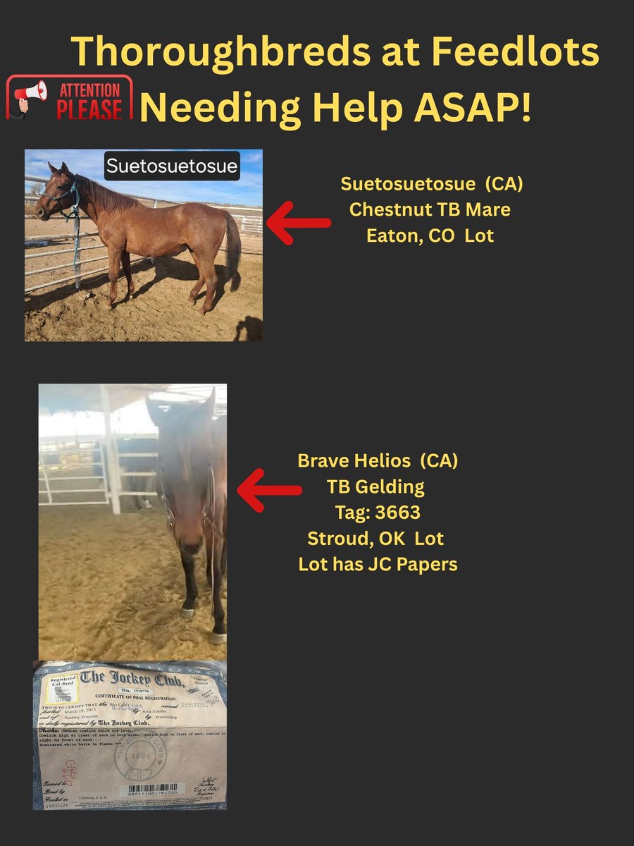 RACEFund's tweet image. 🆘🆘🆘🆘🆘🆘🆘👉Poster 12-10-2025. Very urgent situation for the two TB mares at the OK lot, D Fine Diva and believed to be Margaret Elizabeth. They both need funds and orgs to take them. Two California bred TB's, Suetosuetosue at CO lot and Brave Helios at OK lot. These horses…