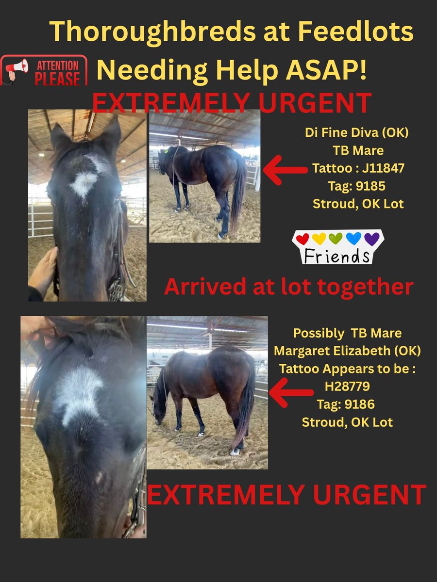 RACEFund's tweet image. 🆘🆘🆘🆘🆘🆘🆘👉Poster 12-10-2025. Very urgent situation for the two TB mares at the OK lot, D Fine Diva and believed to be Margaret Elizabeth. They both need funds and orgs to take them. Two California bred TB's, Suetosuetosue at CO lot and Brave Helios at OK lot. These horses…