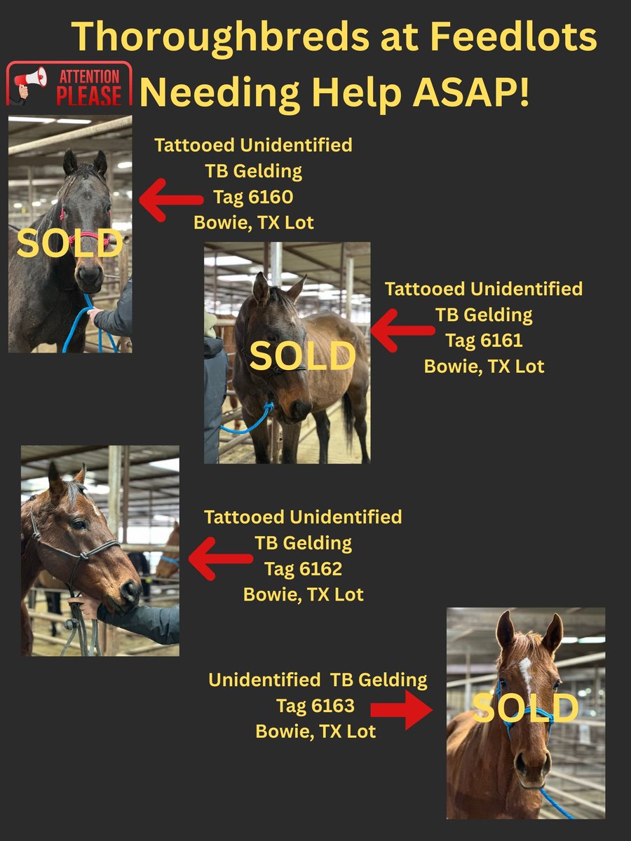 RACEFund's tweet image. 🆘🆘🆘🆘🆘🆘🆘👉Poster 12-10-2025. Very urgent situation for the two TB mares at the OK lot, D Fine Diva and believed to be Margaret Elizabeth. They both need funds and orgs to take them. Two California bred TB's, Suetosuetosue at CO lot and Brave Helios at OK lot. These horses…