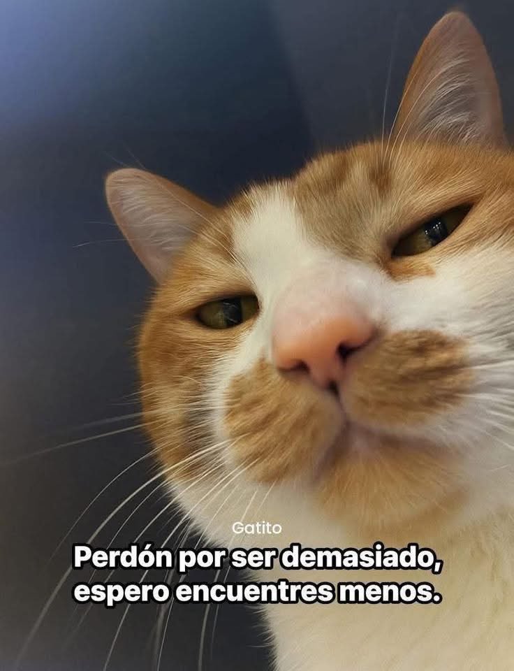 Neta, perdón 🙏🏽