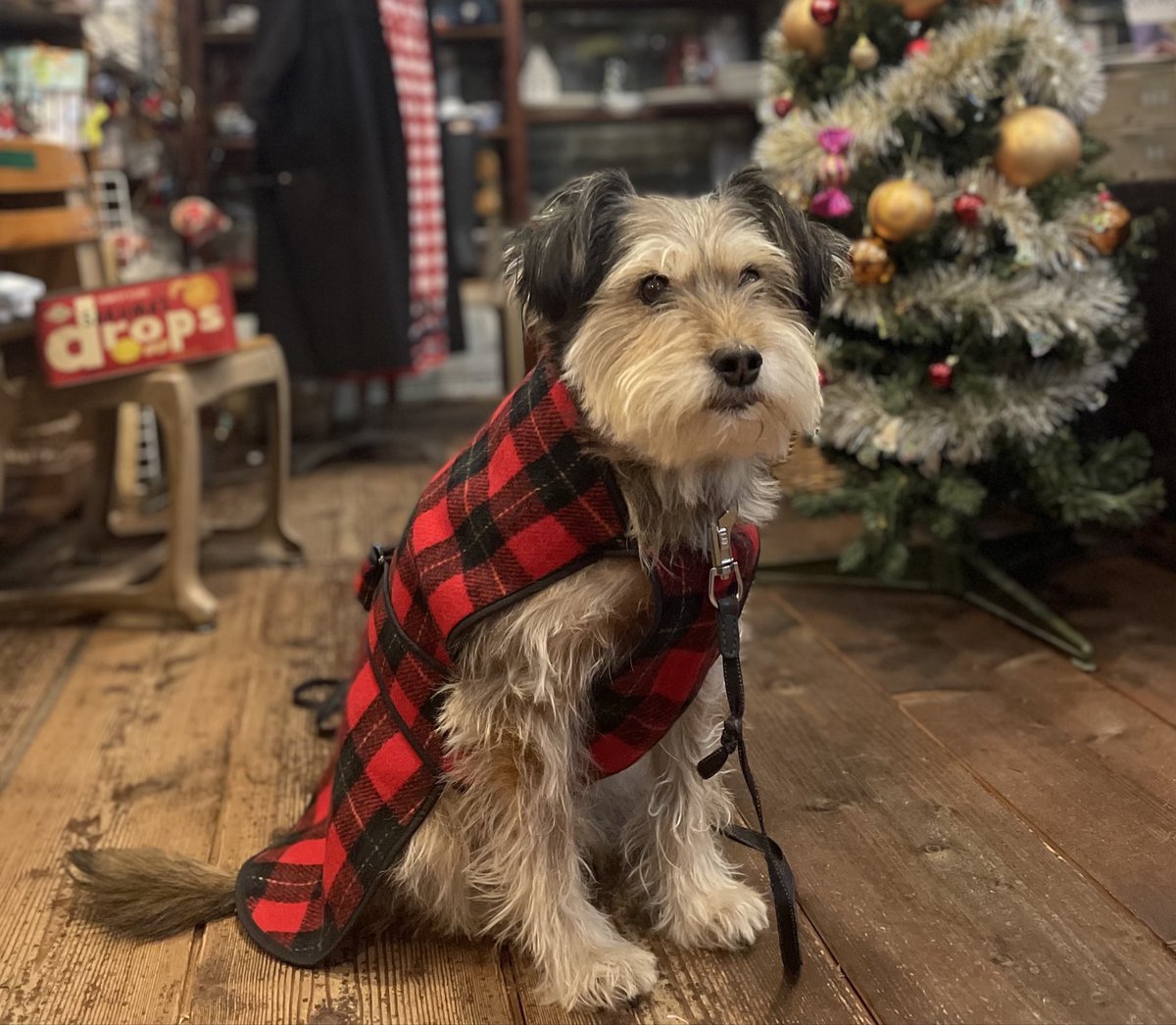 DROPS1997's tweet photo. イベント出店のお知らせ
12月14日(日)福島市荒井の納屋カフェ椿さんで開催のクリスマスマーケットに出店いたします。
茜店長もいきます。編み物おじさんの干支の馬も販売します。ぜひ遊びにいらしてください。

場所:納屋カフェ椿
10:00〜16:00
福島市荒井字八幡内41
TEL:024-593-3388 https://t.co/4DduadVRZ6