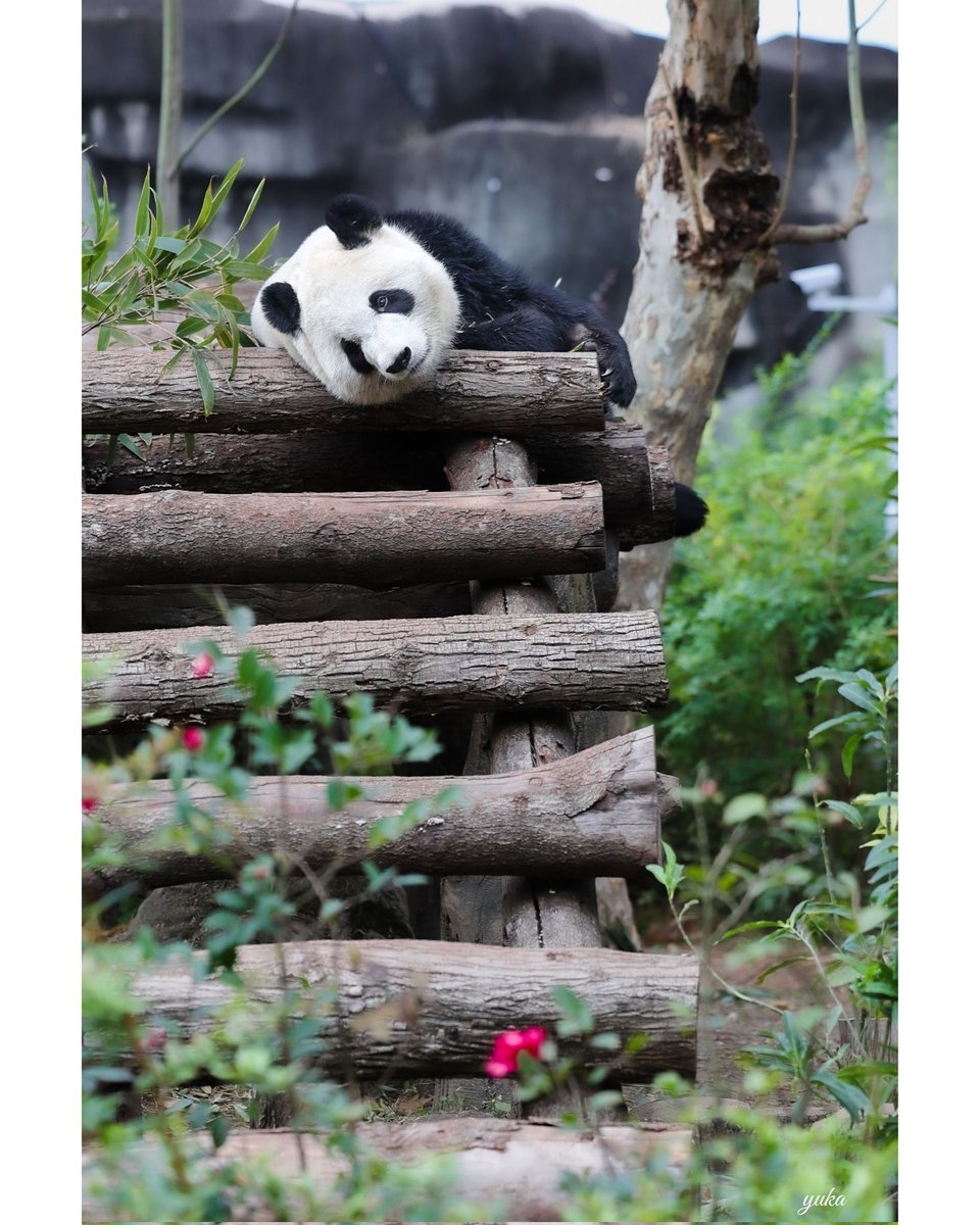 パンダのしあわせ (@pandanoshiawase) / Posts / X