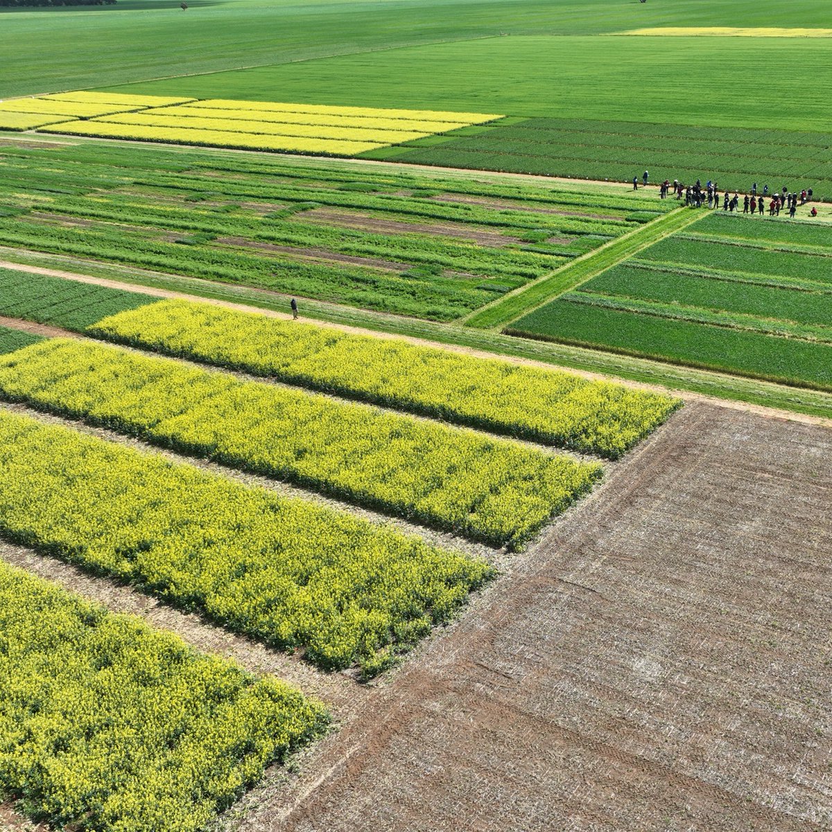 Corteva AUS tweet media