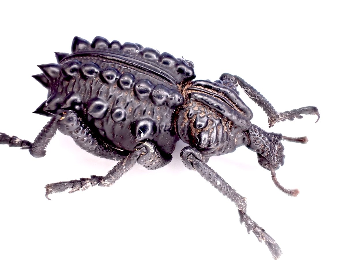 最強の鬼天竺鼠 天竺 (@baddirtydemon) / Posts and Replies / X