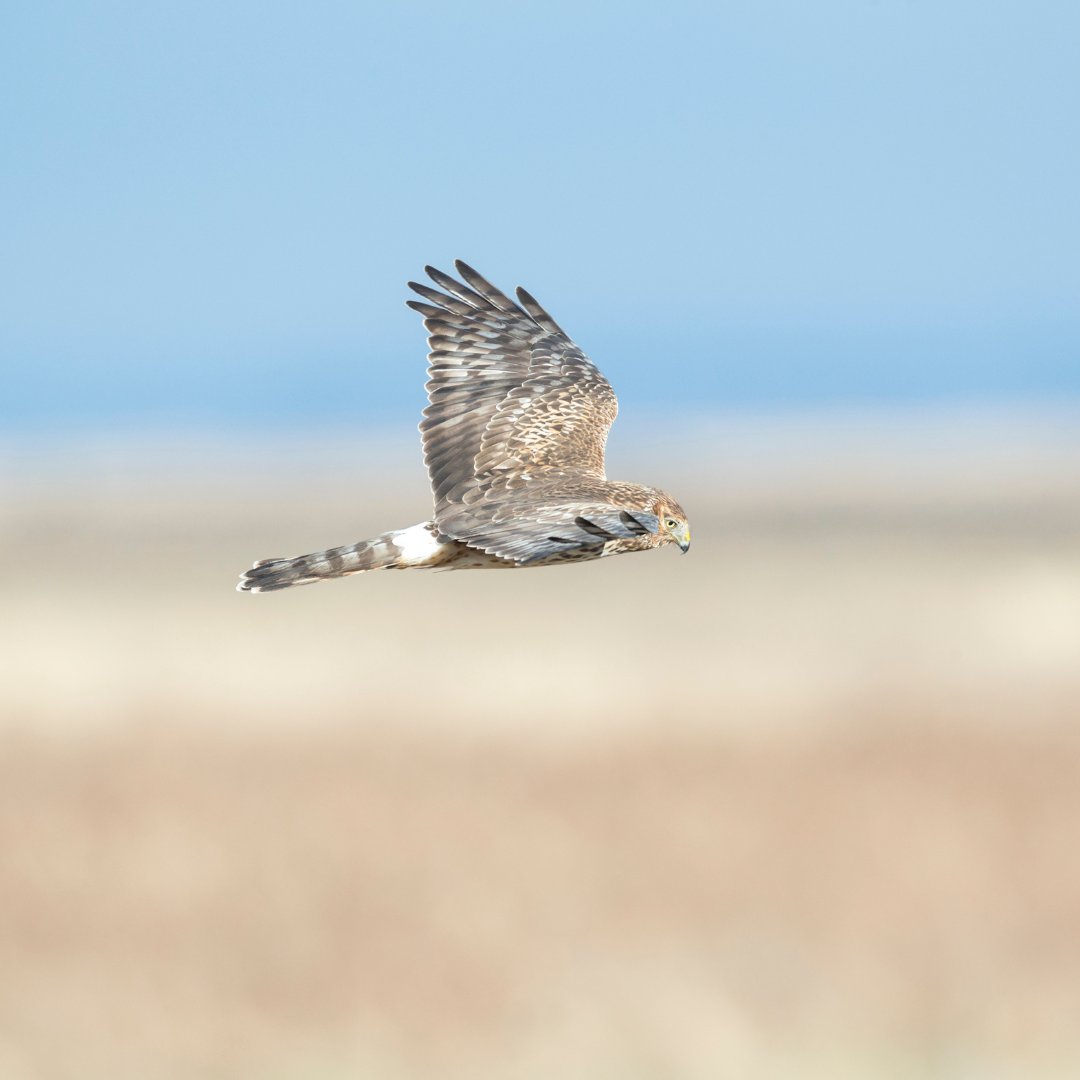 WildlifeHCanada's tweet photo. ποΈ Happy National Bird Day!
Celebrating the birds that fill Canadaβs skies β and the habitats that keep them thriving. ππΏ
#NationalBirdDay #BirdsOfCanada https://t.co/BRpDMfXw4y