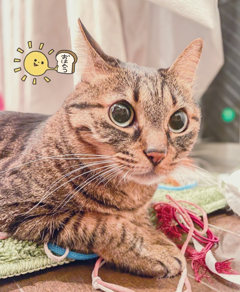 キジトラのヒメSHOP♕ページ（作成中） なんかトレンド入りしてるやん