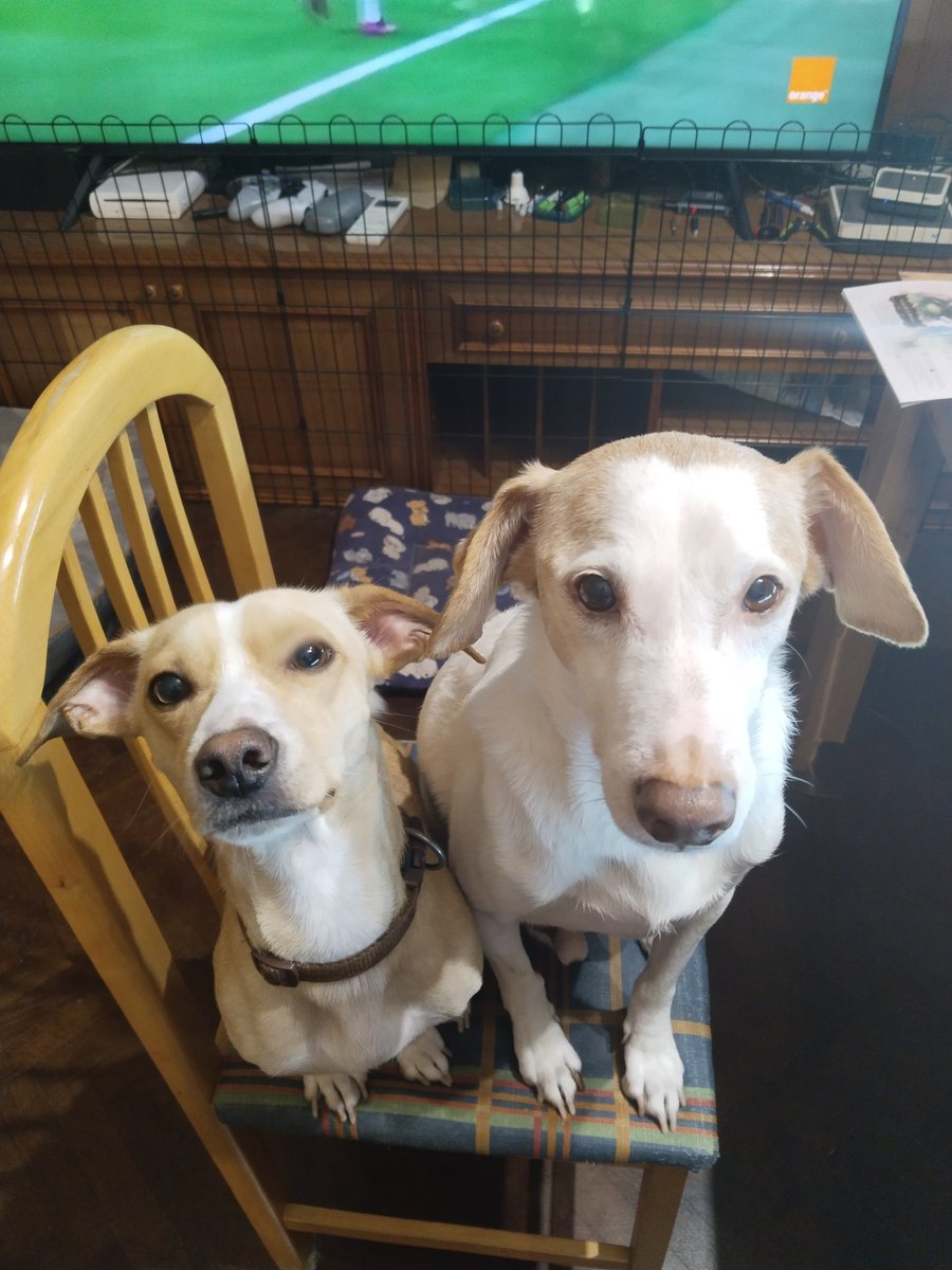 Meracor_'s tweet image. Quieren algo de mí 😅