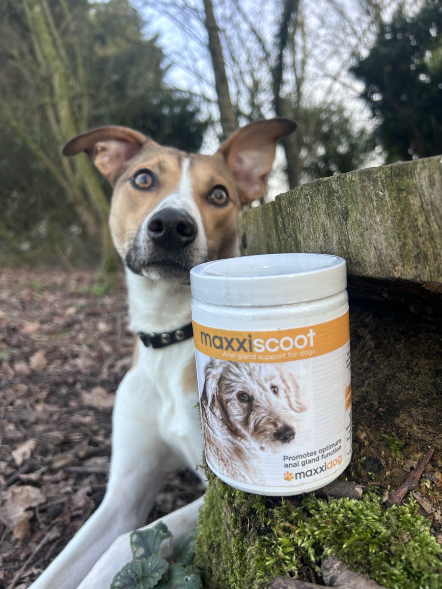 maxxipaws's tweet image. Scooting does not have to be a problem! Also available for cats #maxxiscoot #analglands #scooting #dogscooting #catscooting #doganalglands #catanalglands #stopscooting