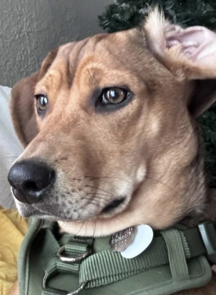 meekerpets's tweet photo. https://t.co/XaVNccdlTN