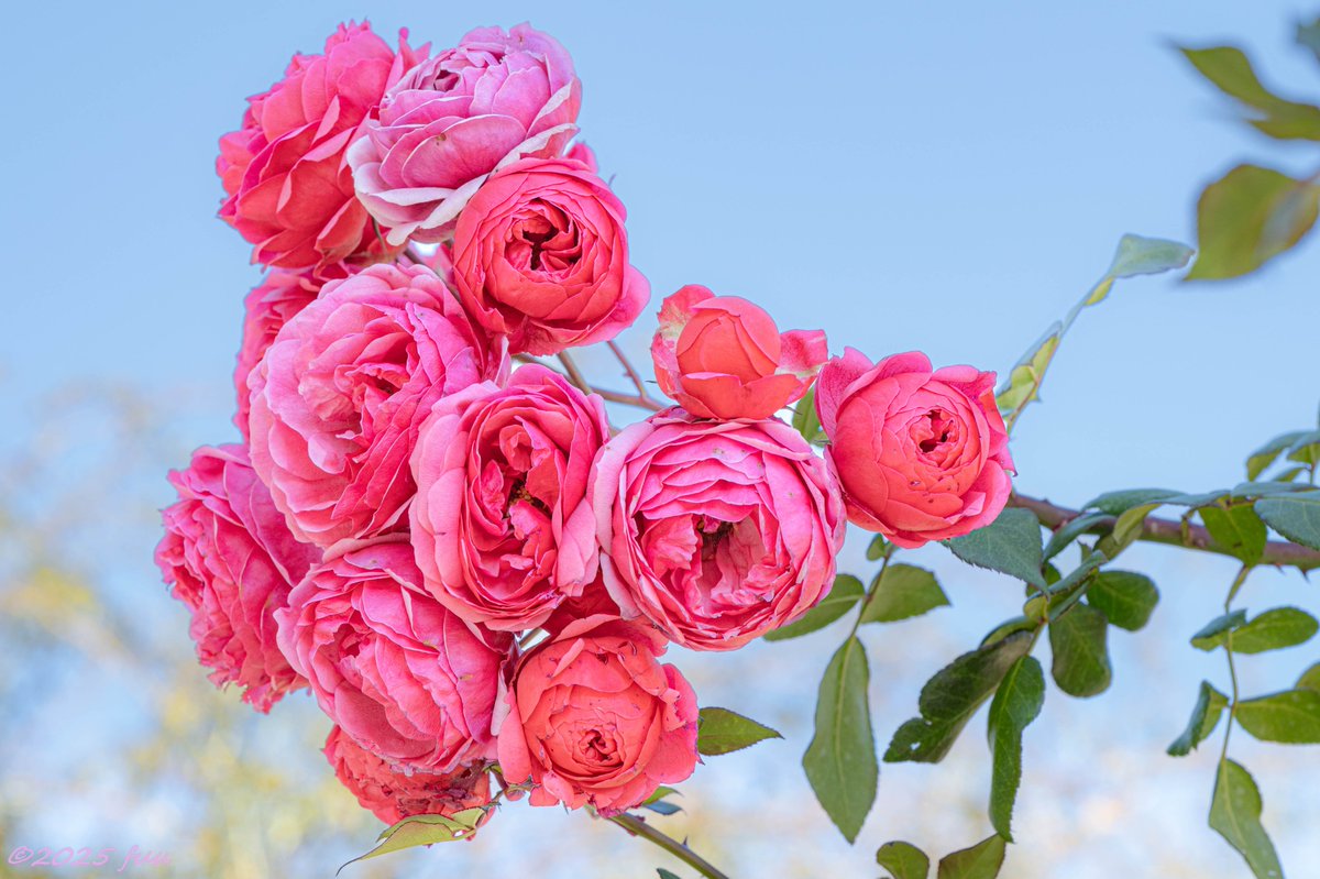 𖤣𖥧𖥣𖡡𖥧𖤣 ふう ꕤ୭ (@fuu_2021_) / Posts / X