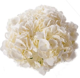 💐Designs that wow! Bring your creations to life with premium Red Amaryllis and lush White Hydrangeas.

#Amaryllis #Hydrangeas #FreshFlowers #BulkFlowers #PremiumBlooms #WeddingFlowers #EventFlorals #FloralDesign #LuxuryFlowers #HolidayFlowers #WinterBlooms #FlowerLove