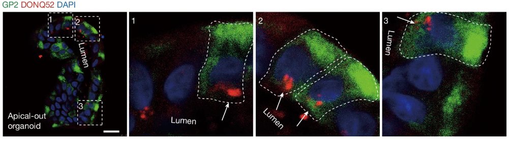 Waggoner Lab tweet media