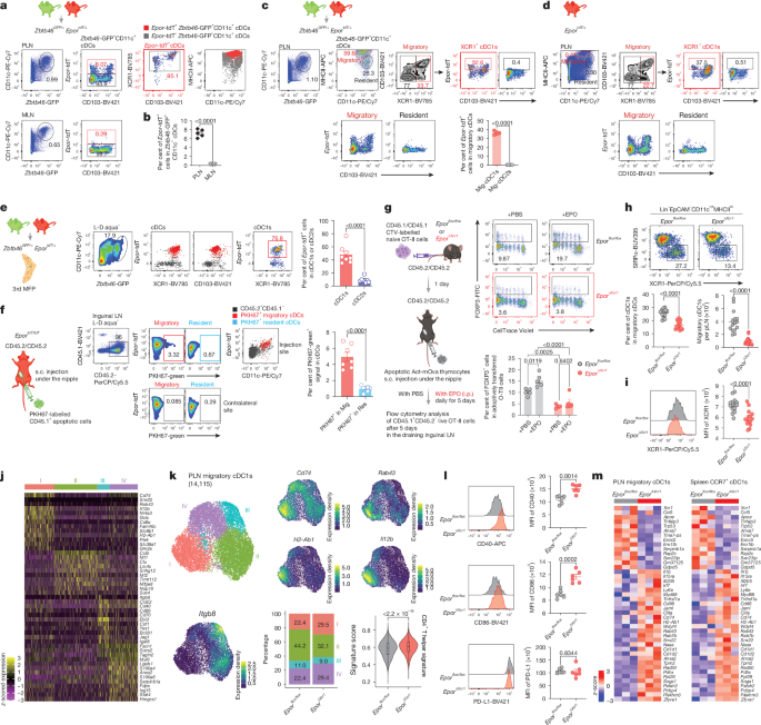 LabWaggoner's tweet photo. Erythropoietin receptor on cDC1s dictates immune tolerance @Nature @Xiangyue_CA @Stanford 
https://t.co/r2Ng0Zg22n https://t.co/mFeMm9SSzY