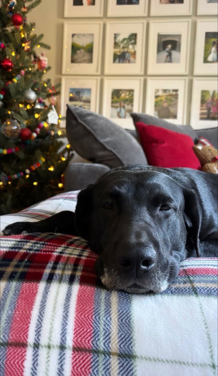 Nature's Select Pet Food tweet media