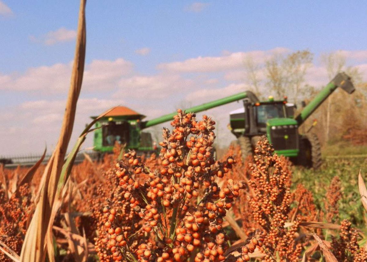 FarmTheCountry's tweet photo. Sorghum may be an overlooked opportunity on some farms, but with changing demands from domestic consumers and international buyers, there are reasons to consider the crop. Check it out - https://t.co/XJmWh3DVbo.

📷: National Sorghum Producers Association https://t.co/n9789gXBe4