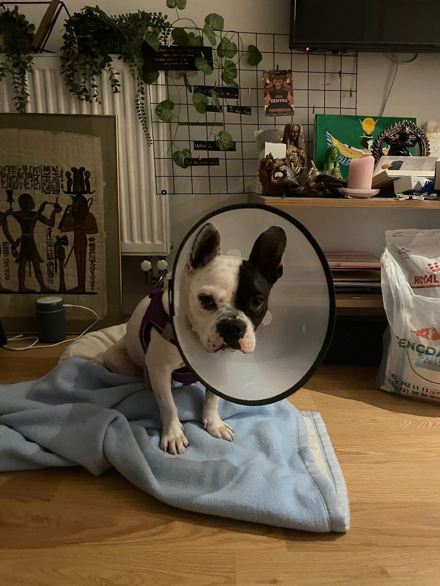 İstanbul içi 10 günlük geçici yuva