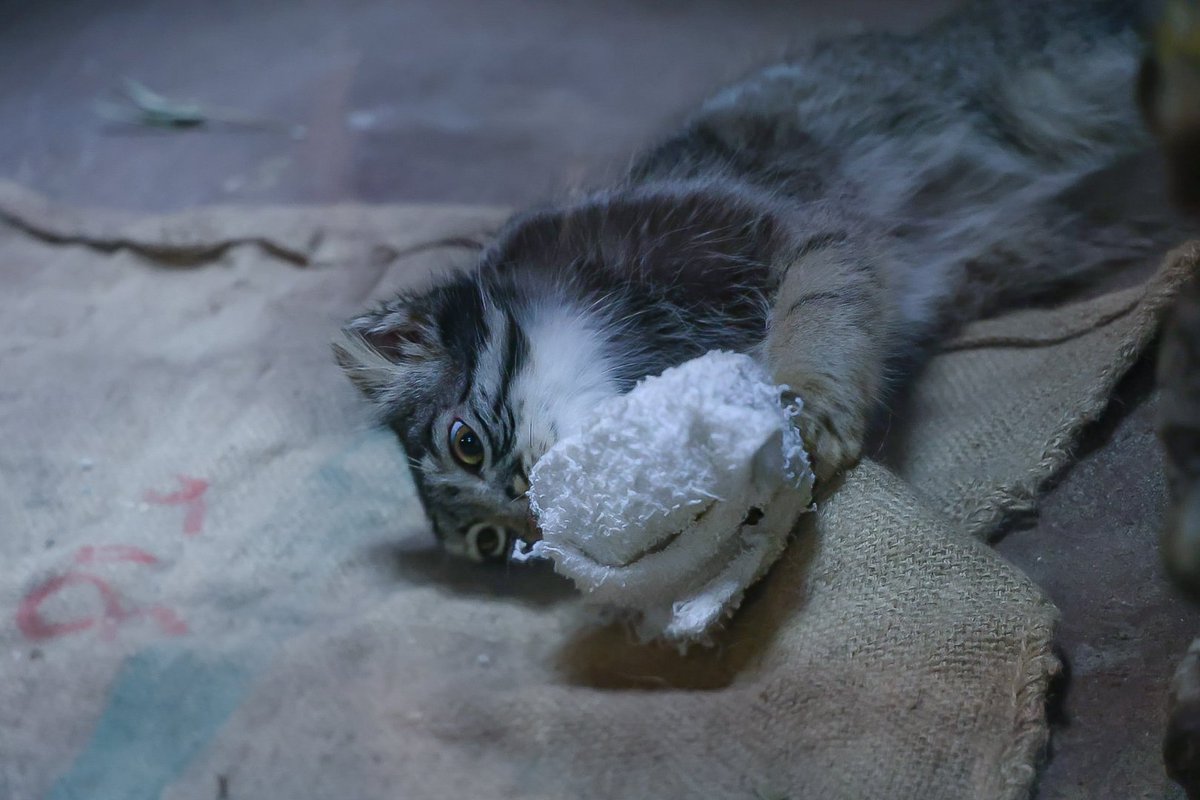 Mark Lecarde | Mortis Chronicles tweet media