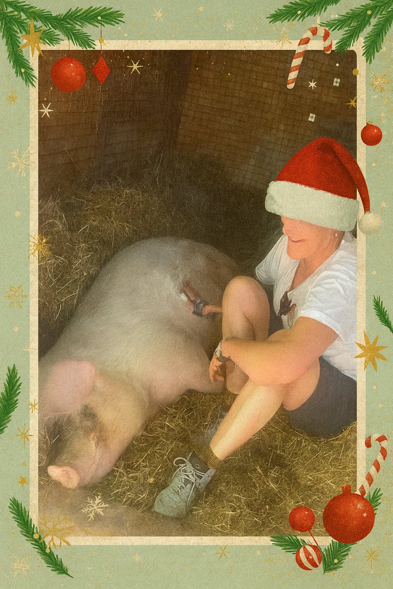 The Christmas spirit is giving &amp; no better #vegan #animalsanctuary to support than <a href="/BTWsanctuary/">Beneath The Wood Sanctuary Ⓥ 𓃟 Pigoneer</a> - Sasha cares for all her gorgeous residents with love every day, including Xmas day 🧑‍🎄

Please give a #Pigoneer gift to yourself or loved ones ⬇️🙏🐷

globalvegancrowdfunder.org/pigoneer-2000-…