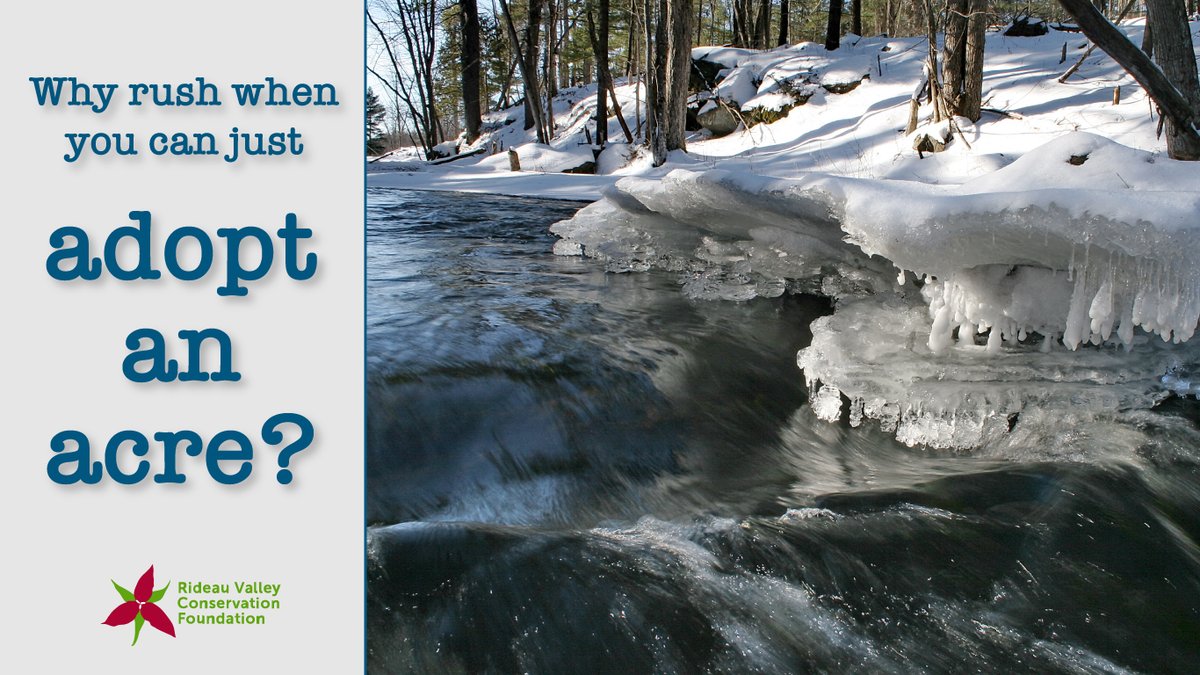 RVCFoundation's tweet image. Still searching for that perfect gift? How about a cleaner future? Adopting an acre of natural lands for someone on your list protects #wetlands, #forests &amp;amp; #shorelines right here in the #RideauValley. Delivered straight to your inbox! Get started: rvcf.ca/ways-to-give/a…