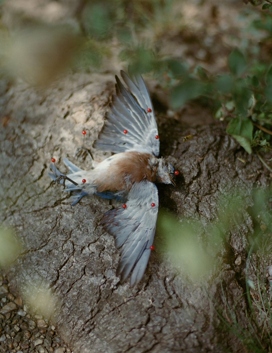 Castlesystems tweet media