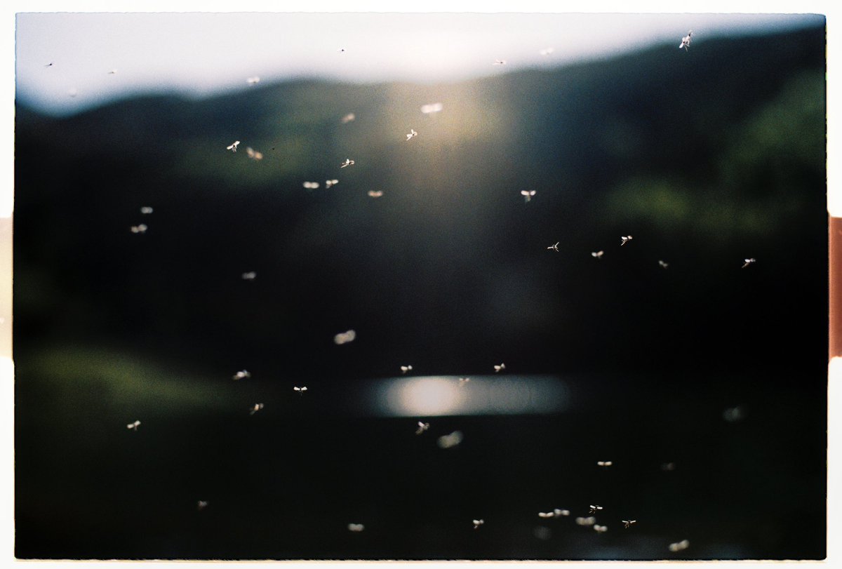 Castlesystems tweet media