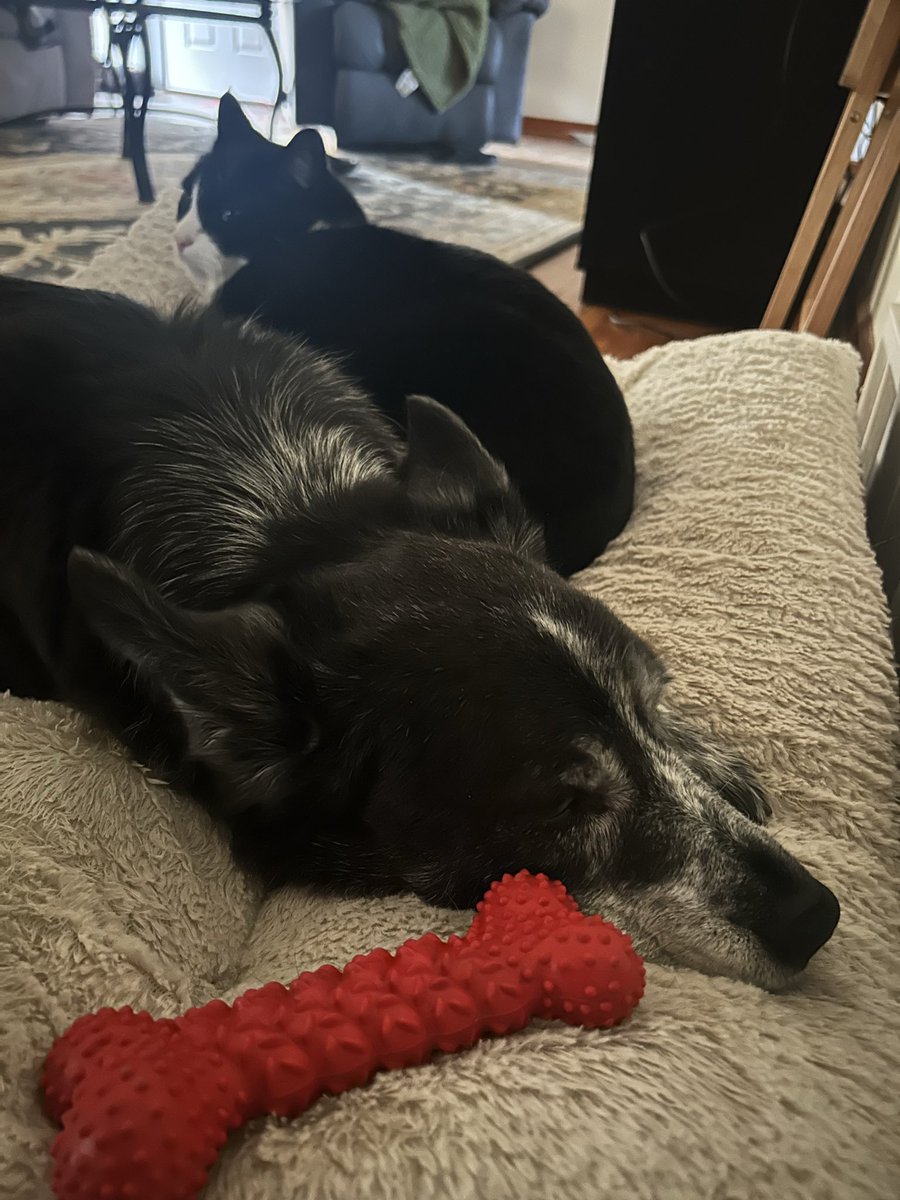 irmdaaworm's tweet photo. The last photo I took of my bestie 🥺 adjusting to life without you this year was hard.
Love you forever and always, Beebs 🖤 https://t.co/XIn9gET5Rc