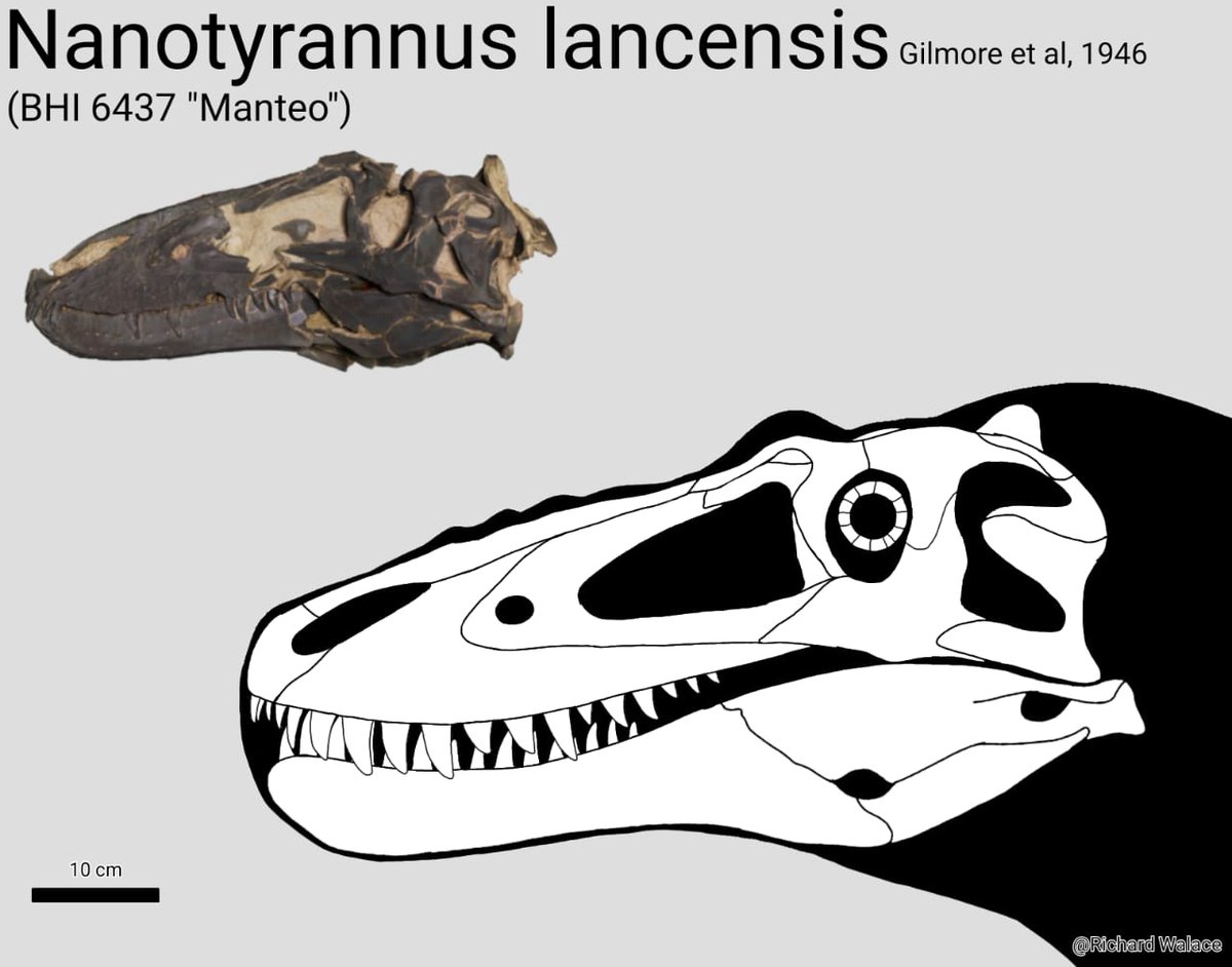 paleoarts's tweet photo. Versão atualizada https://t.co/L5gHykRSEB
