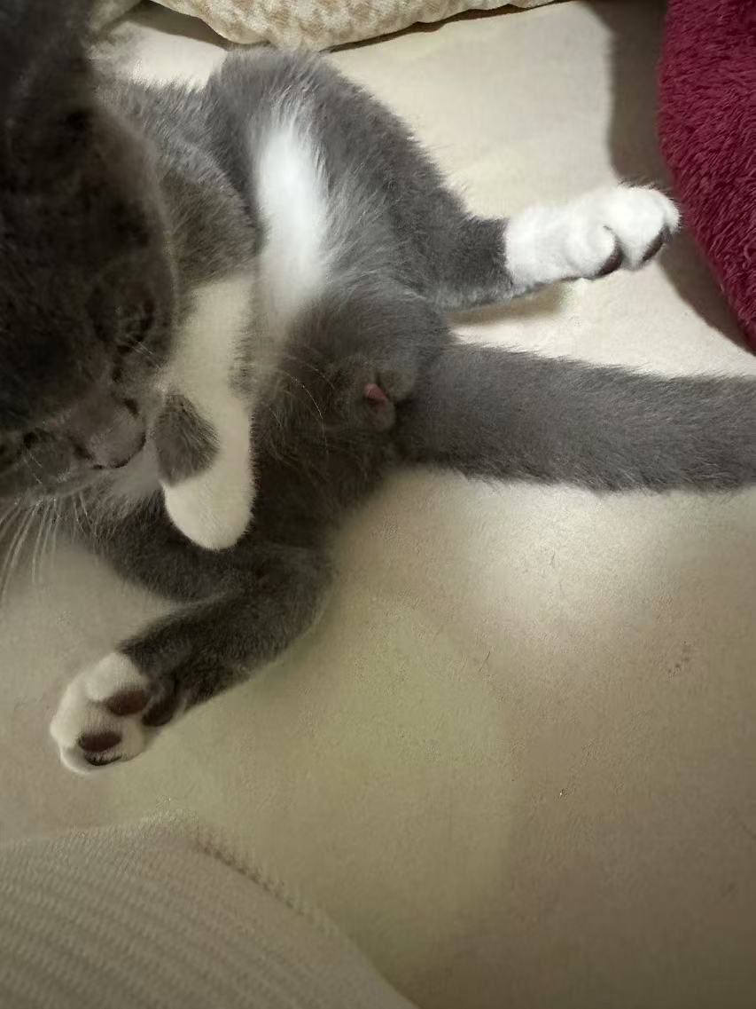 SubkkzZ's tweet photo. @GuiMengNya 我之前一直以为我的猫是母猫🙃🙃 https://t.co/qiFSlZJ6n0