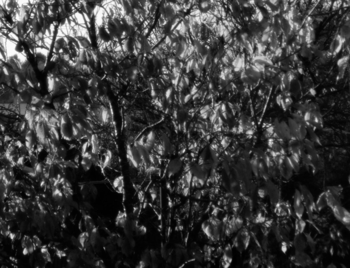 bogos binted tweet media