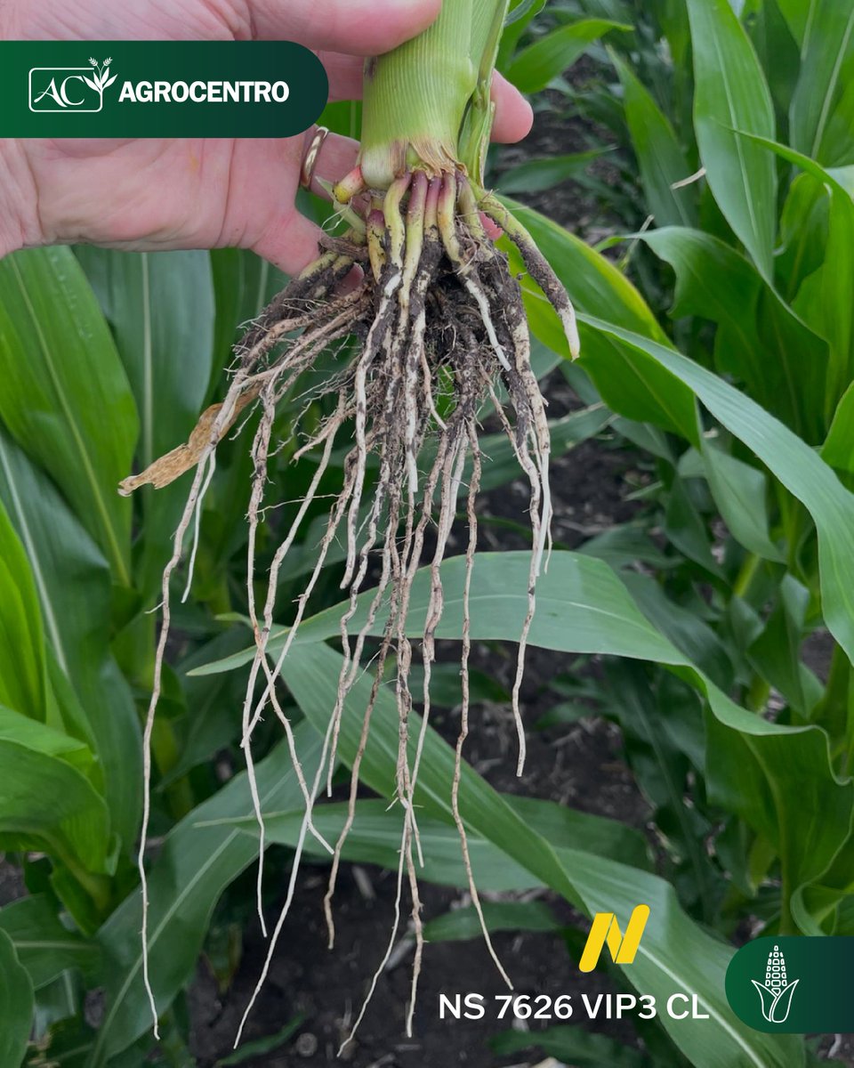 AgrocentroUY's tweet photo. Seguimos recorriendo maíces @NideraSemillas en Rocha 🌽
Esta vez: NS 7626 VIP3 CL sembrado a fines de setiembre. Monitoreamos cada etapa del cultivo.
Gracias a @BelenPereiradls y @jsilvapesce por el seguimiento en campo. https://t.co/hwZsa8GyIV