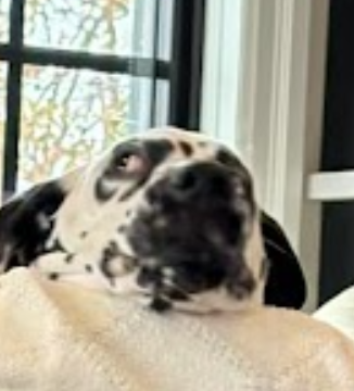 Les moments tranquilles comme celui-ci se font rares entre la maison, les projets et la course du quotidien.

Mon nouveau chien n’a pas encore compris comment « prendre ça relax », alors j’essaie de lui montrer un peu.😂

Entre l’entrepreneuriat, un chiot rempli d’énergie et des