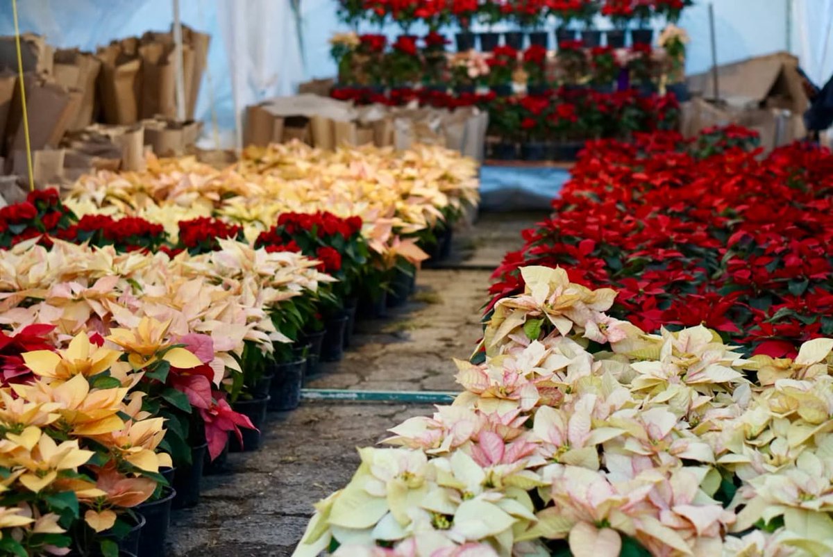 ¡Ven y siente #ElLatidoDeMéxico en la Expo Navideña 2025 de #Huauchinango! 🎄❄️

Del 20 de noviembre al 21 de diciembre, regálate una experiencia que despierta emociones y enciende el espíritu navideño en cada rincón.

¡El <a href="/Gob_Puebla/">Gobierno de Puebla</a> te espera!

#PensarEnGrande🫶#PorAmorAPuebla