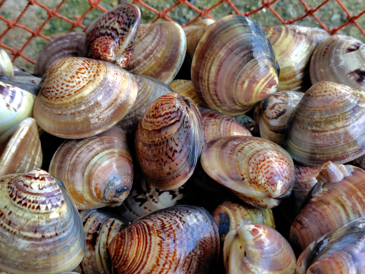 おはようございます🍎

天気は下り坂で夜には荒れそうですね☁

畜養の蛤もお歳暮や年末に送られる方も増えてきました✨
吸い物や酒蒸しにすると濃厚な旨味が広がります😊
時間をかけてしっかり砂抜きしてお届けしてます🐚

素敵な木曜日を🤗
#おは戦71211🌳7B