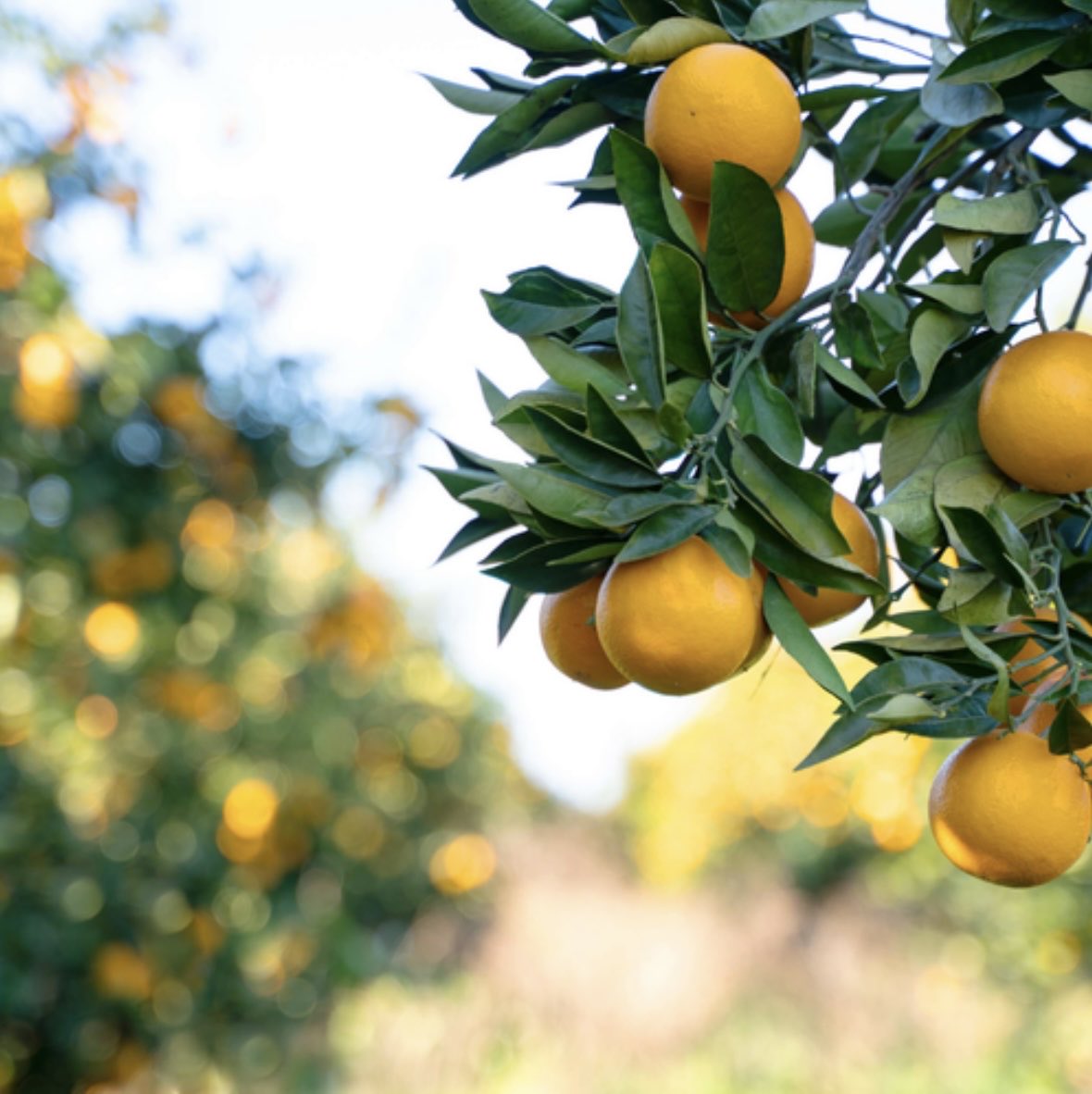 California’s citrus season is officially upon us, bringing vibrant color, fresh harvests, and a reminder of the hardworking growers who make it all possible.

#CaliforniaAg #SupportCaFarmers #CaliforniaGrown