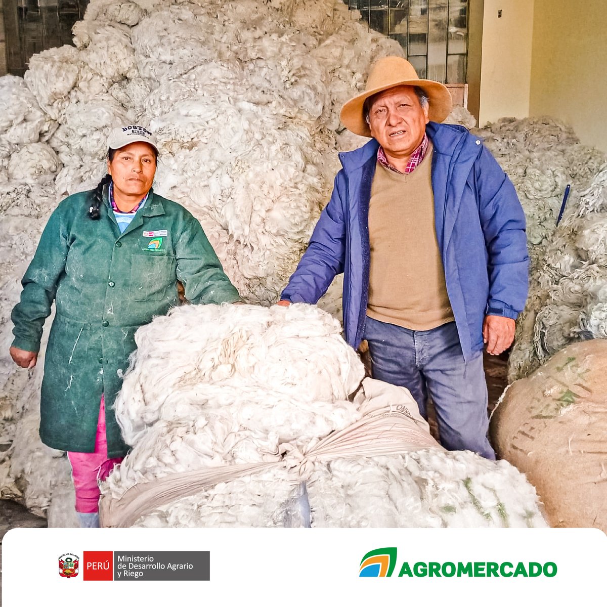 #Puno | 🦙🧵 Con apoyo de Andes Resilientes y una maestra clasificadora, productores de Macusani iniciaron la clasificación de 70 quintales de fibra de alpaca con valor agregado.
El acompañamiento técnico garantiza calidad y trazabilidad. 🔍
