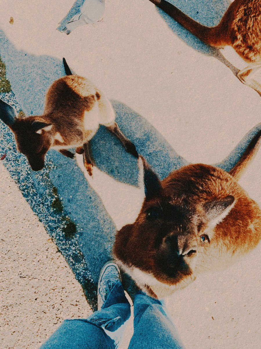 𝙋𝙧𝙞𝙣𝙘𝙚 𝙤𝙛 𝙋𝙖𝙥𝙖𝙮𝙖 tweet media