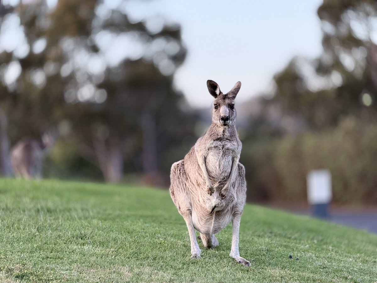Hansol Lim tweet media