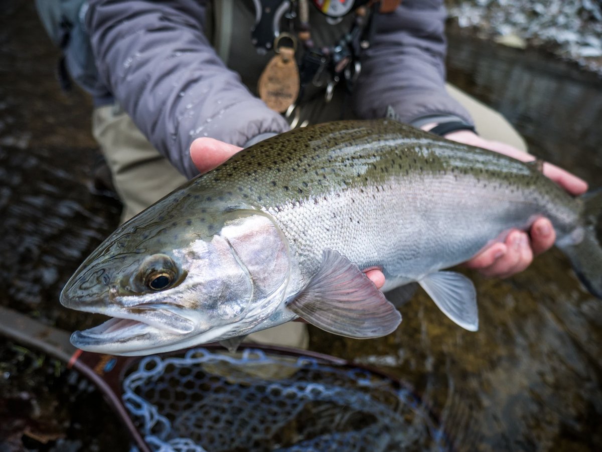 outdoorsmencom's tweet image. Winter isn’t a break — it’s chrome season. ❄️🎣
-
-
#fishing #steelhead #flyfishing #winterfishing