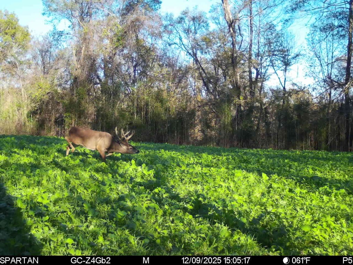 realbenmcdonald's tweet photo. Could today be the day…. #Pinch showed up in this small plot yesterday before daylight and early yesterday afternoon….1st day time pic all year! Wrong wind yesterday perfect wind today to hunt him! 🤞#Bowhunt #whatgetsyououtdoors #Realtree #RealtreeLife #LockedIn #getoutdoors https://t.co/8WwMg5zhYS