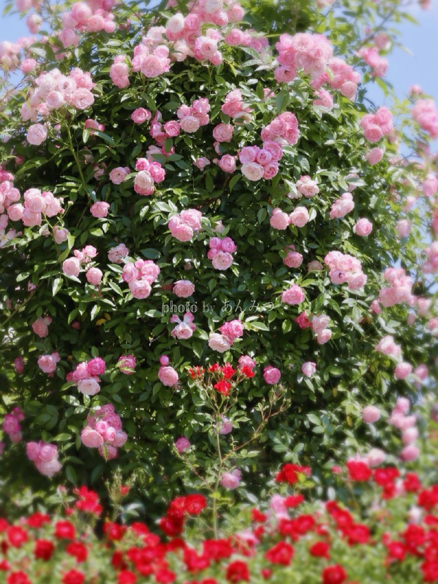 ☆あんみつ☆ (@BiDwVv7B2Uh5VYR) / Posts / X