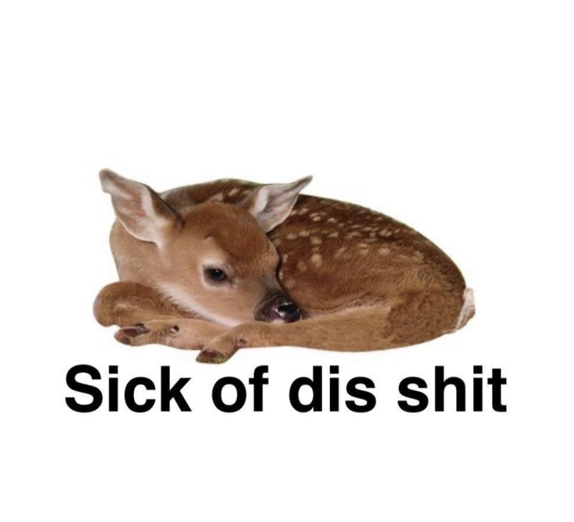 CocchiDeer's tweet image. 