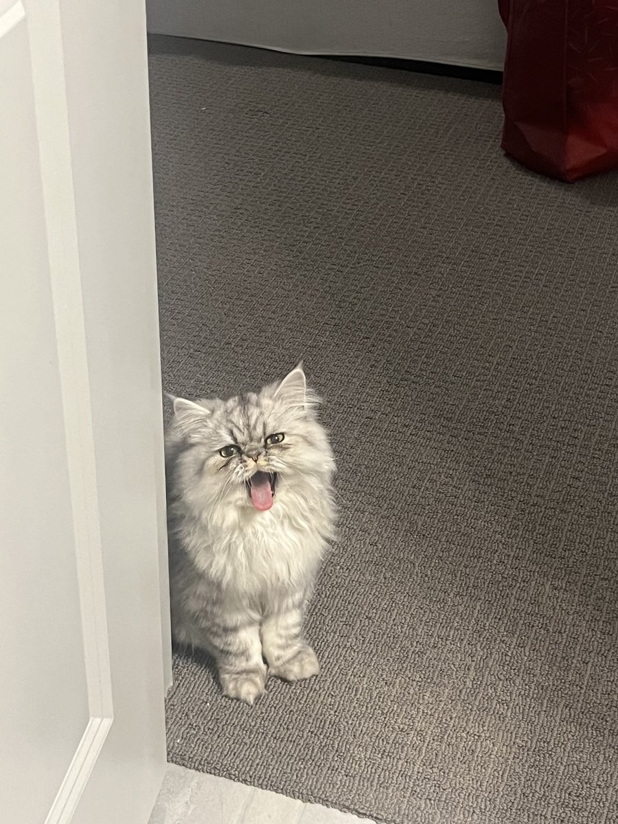 Gigi ´･ᴗ･` tweet media