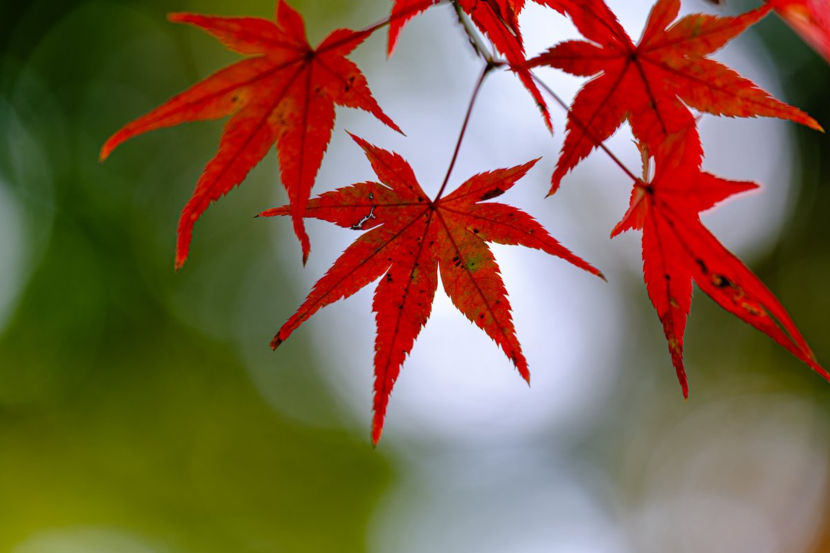 おはようございます😊 今日も一日よろしくお願いします😆 秋の終わり