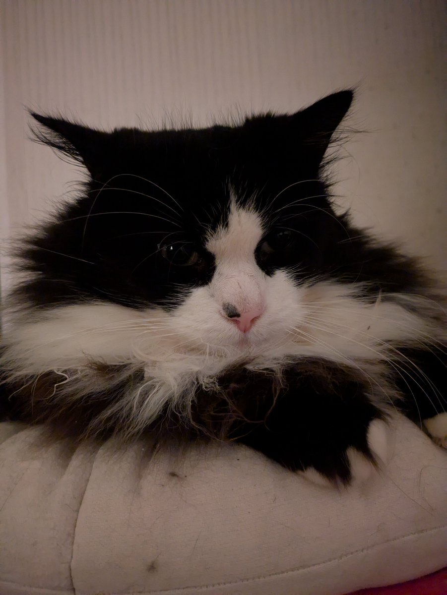 perfectsalad tweet media