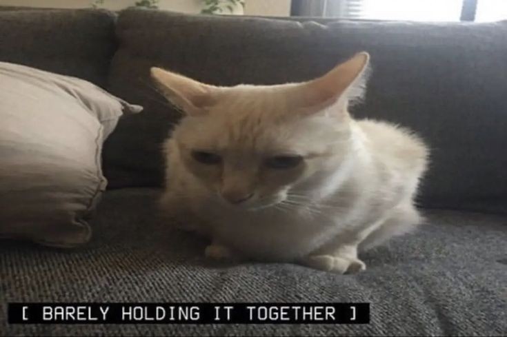Catsillyness's tweet photo. https://t.co/vjTWMvMG9j