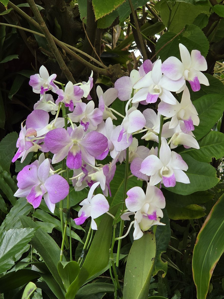 衣子🍀多忙により時々休みます🍀 (@jv_4z) / Posts / X