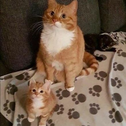 Catsillyness's tweet photo. Copy and paste https://t.co/ijpZr2s9RF