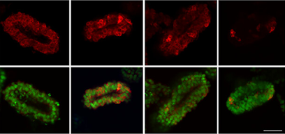 organoidscience's tweet photo. Researchers assessed the effectiveness of multivitamins vs folic acid on prevention of neural tube defects in mouse genetic models and human #organoids.

💡 Discover their findings: https://t.co/2d0jViZ2lu https://t.co/pJK0PgJork